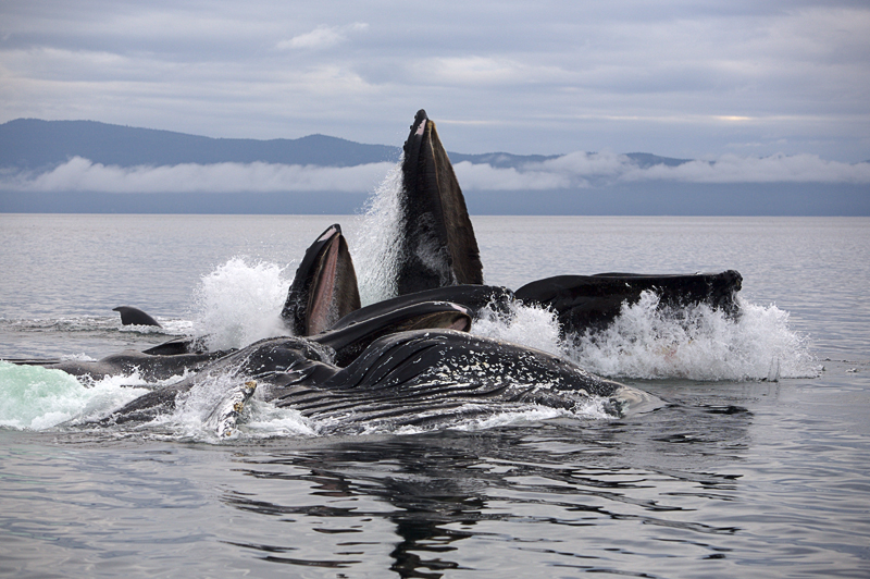 Humpback whales bubble-feeding, Chatham Strait, AK