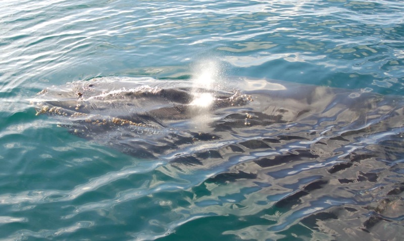 humpback3