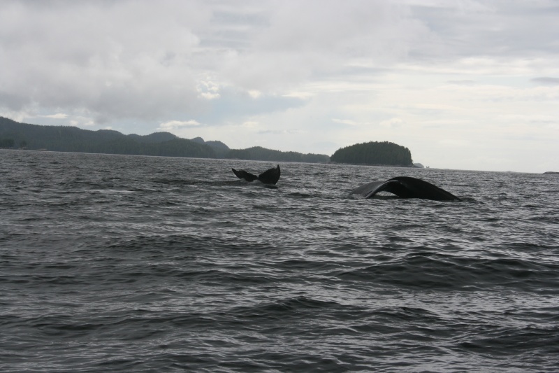 Humpbacks Rivers Inlet