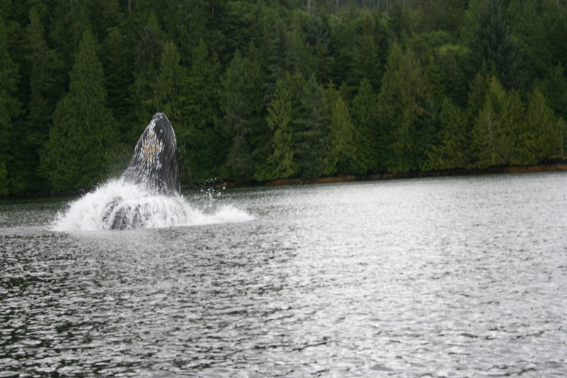 Humpbacks Rivers Inlet