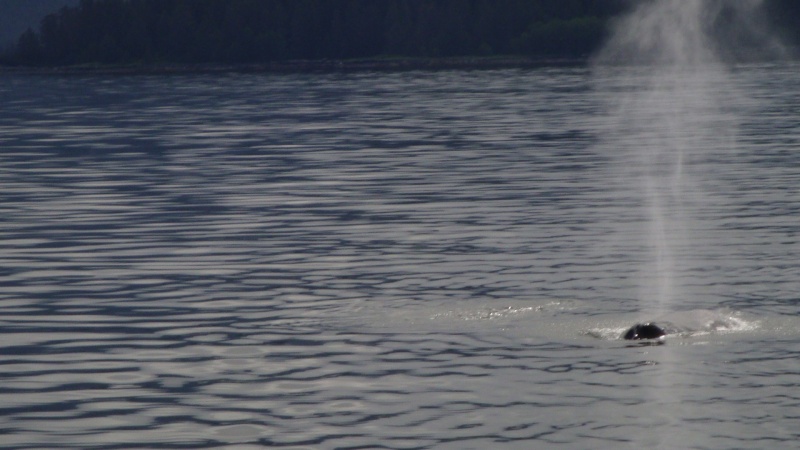 Humpbacks
