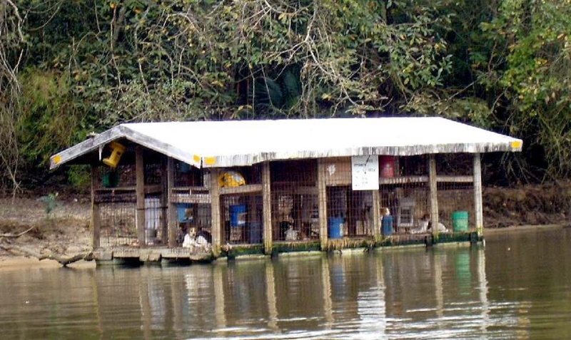 Hunting Dog House...A...Float