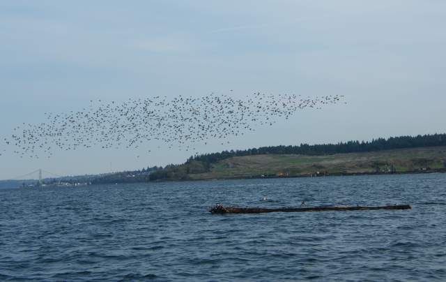 I assume that the log was a rest stop in the peeps migration, as the tide was high and no beach was available.