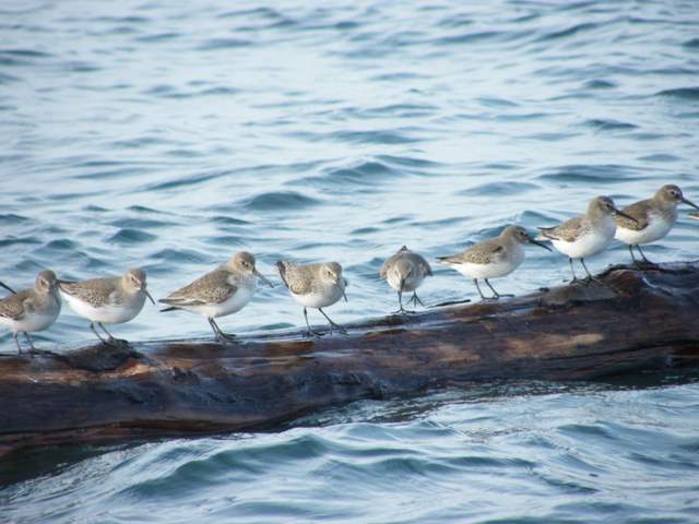 I learned that sandpipers are very difficult to identify, so many birders just call them "peeps".