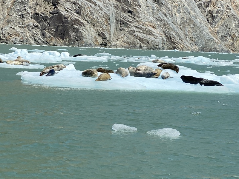 Ice field seals