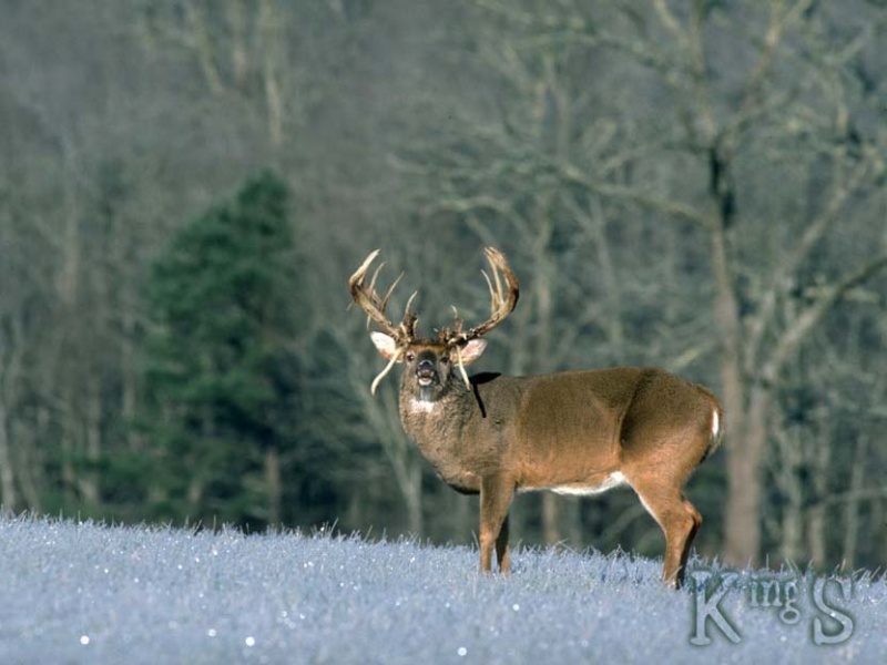 image0077