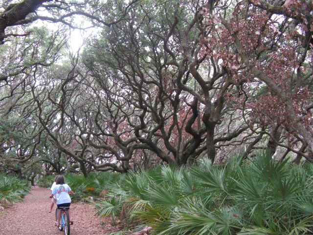 IMG 0375  Some of the oaks along the path to the ocean side of Cumberland Island.