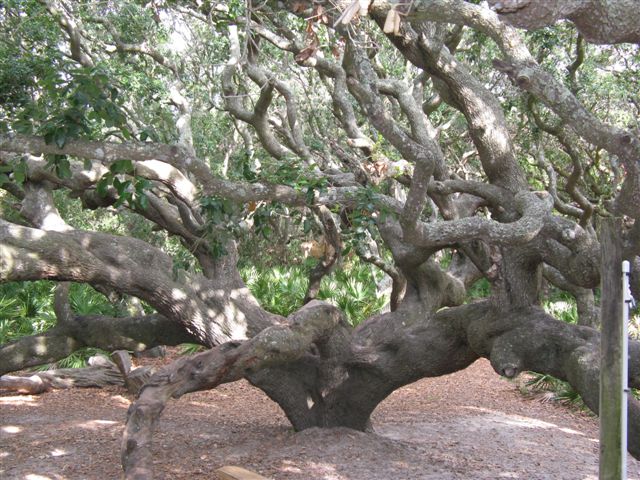 IMG 0397  Magnificent oak on Cumberland Island