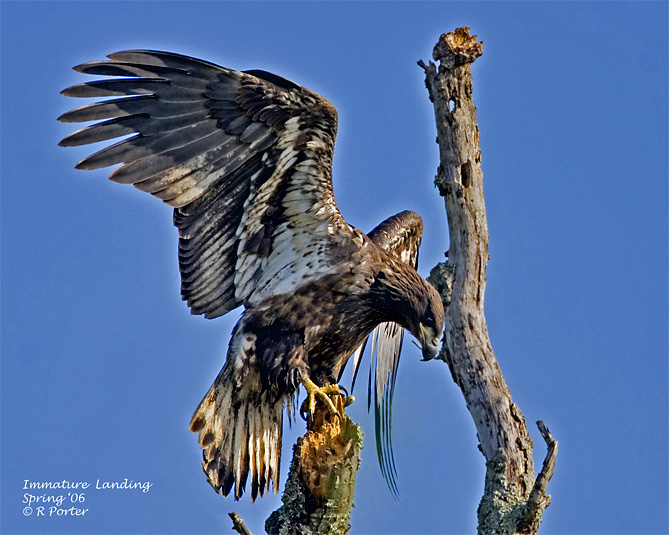 Immature Young Bald Eagle