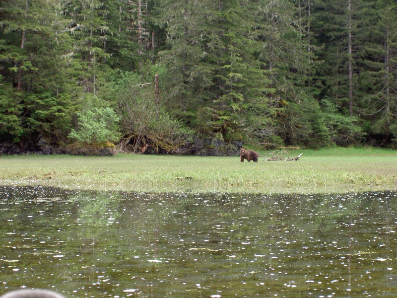in mokai bear and I checking each other out