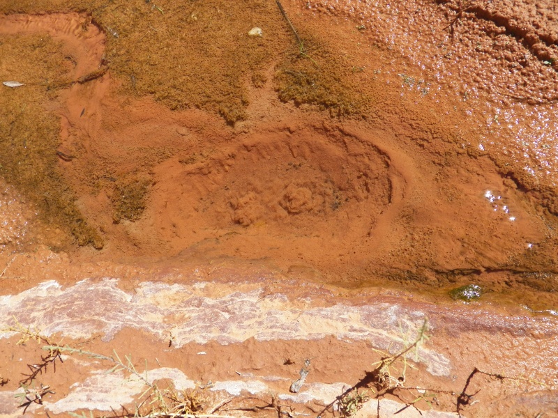 In places, the water came up from below, like an artesian well.  In the center of the picture are two little "sand boils" where water is coming in from underground.  Not exactly Yellowstone, but still interesting.