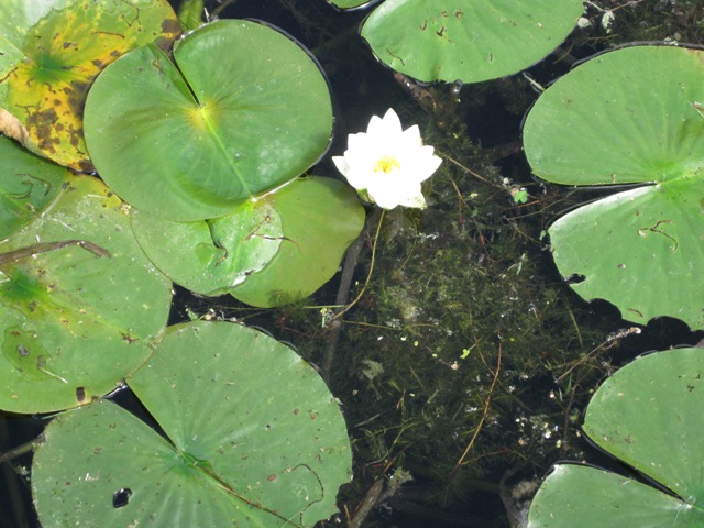 In Seneca Lake State Park