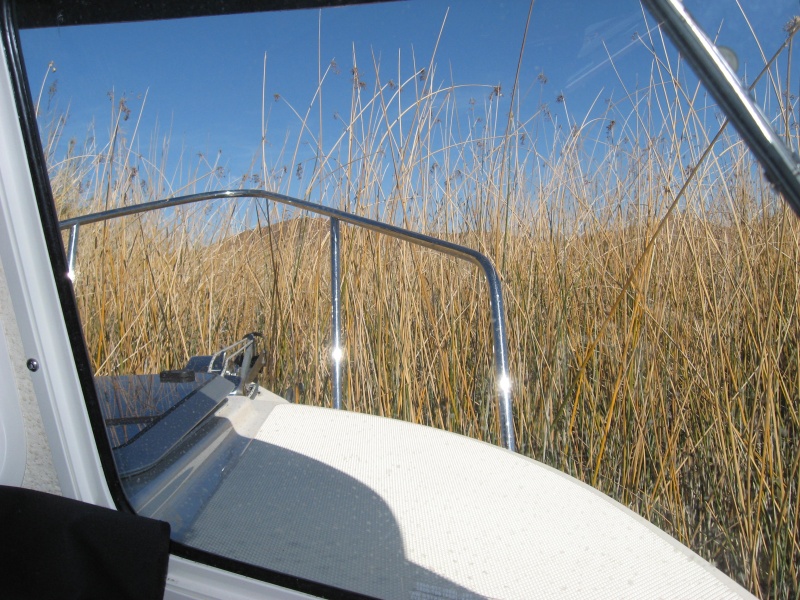in the marsh grass at Squaw Lake