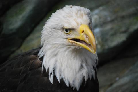 Injured Bald Eagle, Mt. Roberts Tram Raptor Center display, Juneau