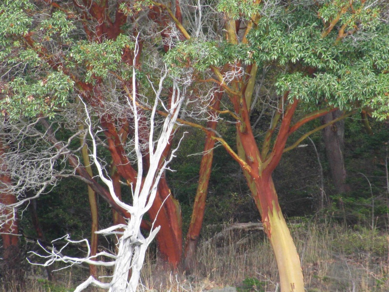 Interesting Trees on Orcas Island