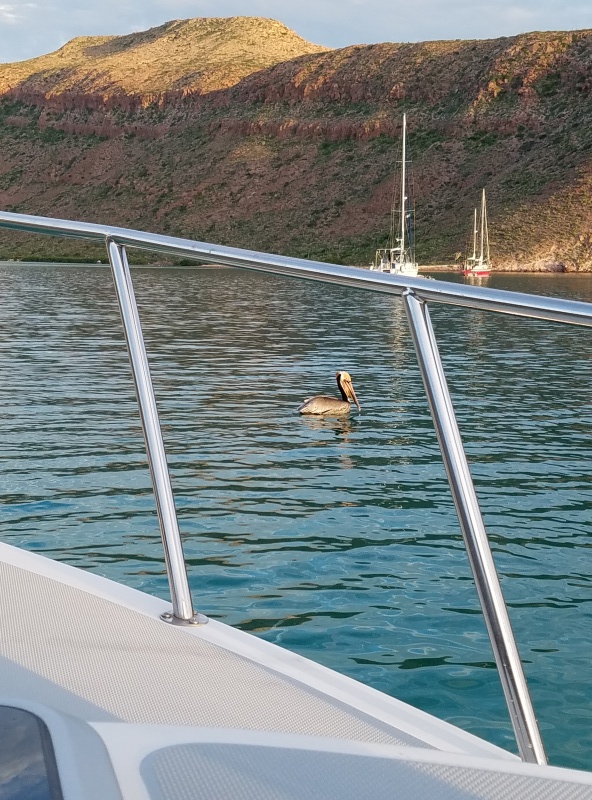 It is quite entertaining to watch the pelicans dive bombing for fish, not elegant at all just a big crash and splash! This trip we saw sea turtles, colorful tropical reef fish, an osprey in her nest. And some frigate birds.