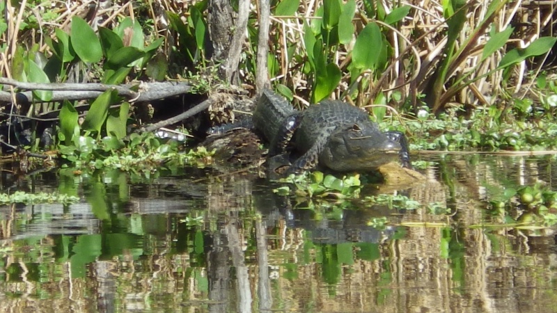 It's been kind of cold for gators