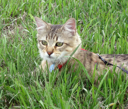 Izzy - jungle cat