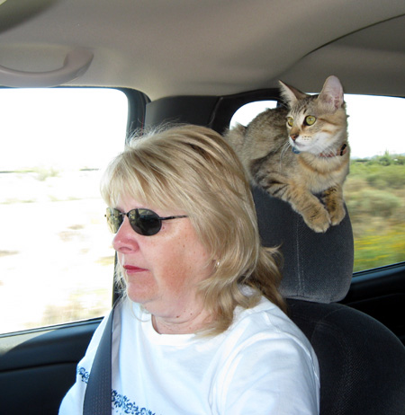 Izzy on the headrest
