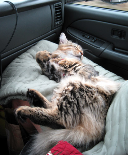 Izzy sleeping