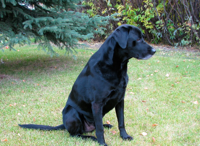 Jazz now at 9 years +