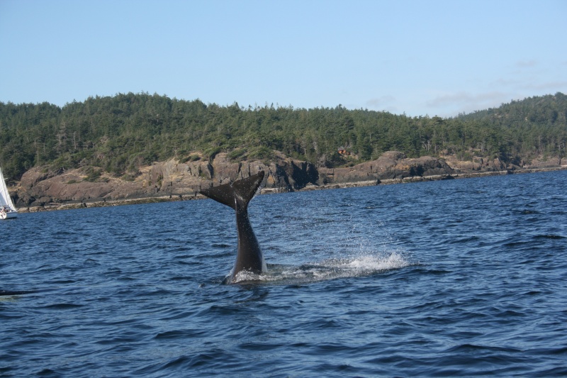Jedediah Island Orca's