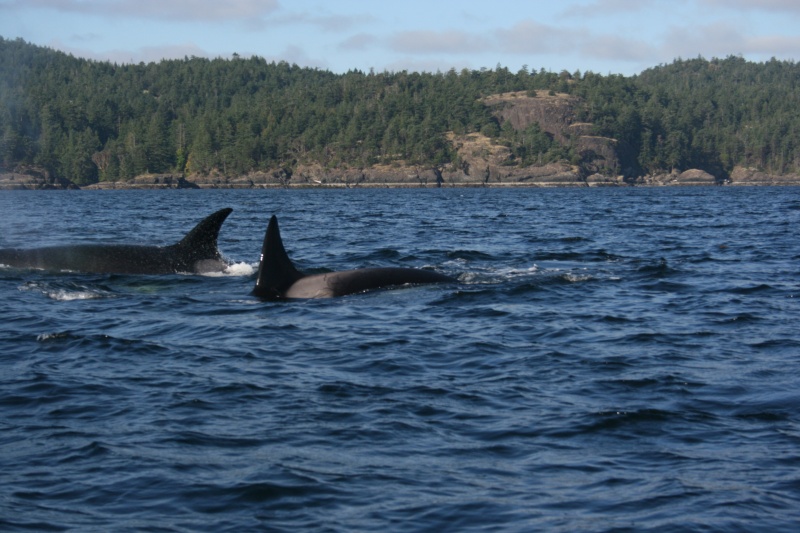 Jedediah Island Orca's