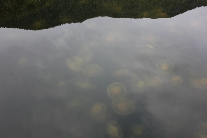 Jellyfish Plume Drake Inlet