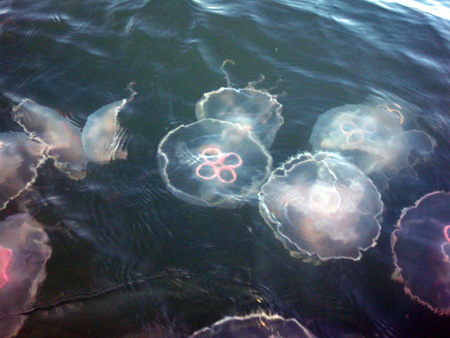 Jellyfish