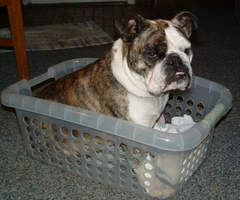 Josie decided to help work on the laundry. Saved her from Bulldog rescue only to have her sneak under a fence and to have drowned in the neighbors pool thinking she could walk across the pool cover, that was a very sad time in our household