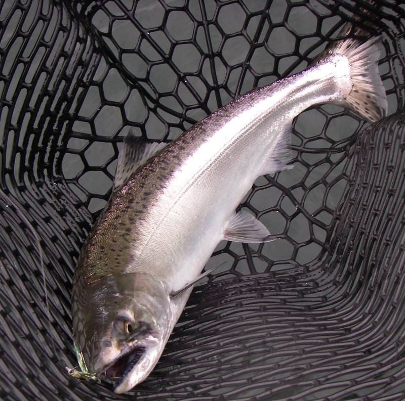 June Blackmouth