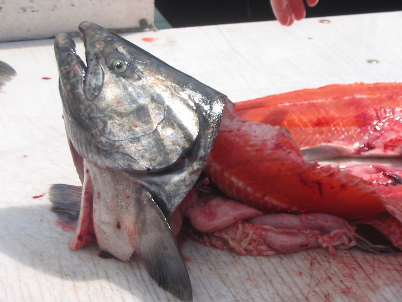 (Juneau_Jason) First Chinook