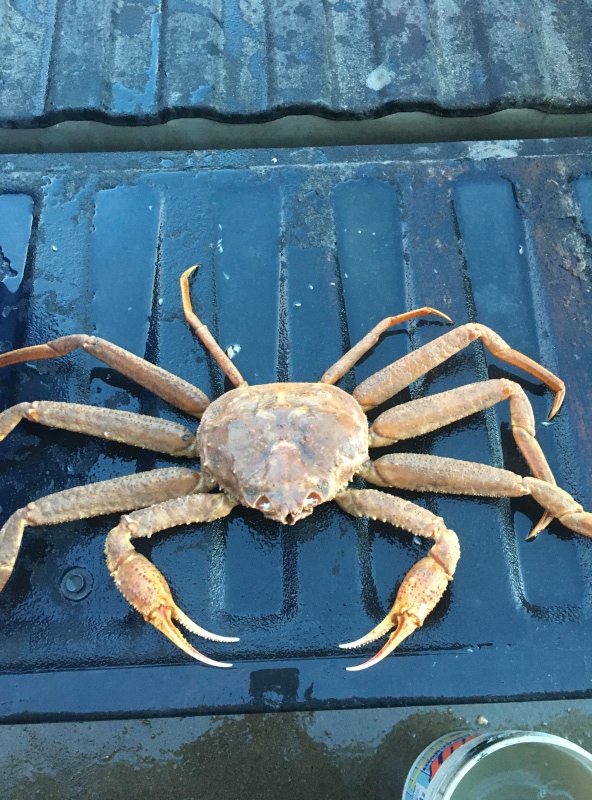 K-Bay Tanner Crab