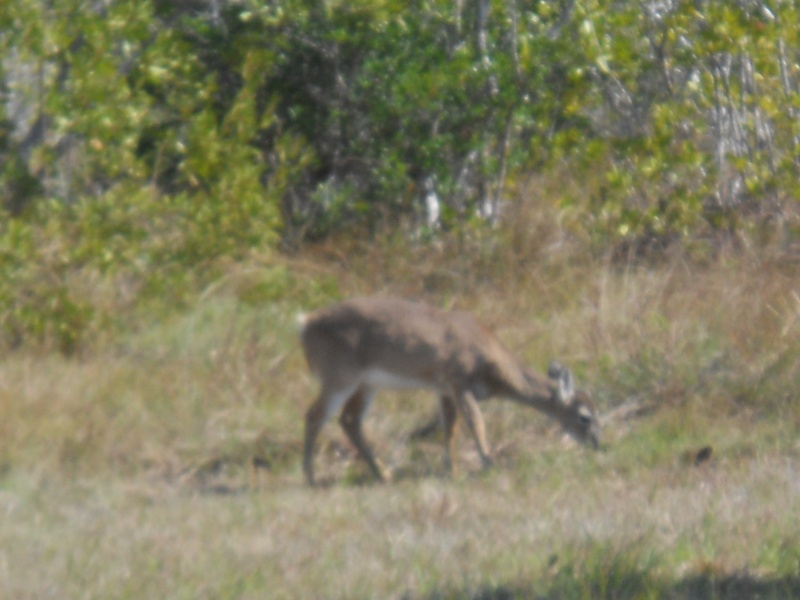 Key Deer 1