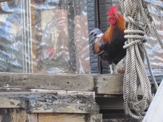 Key West rooster