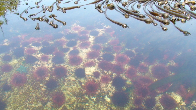 Kildidt Narrows has amazing sealife.