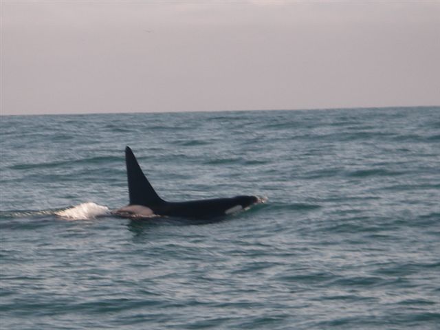 Killer whale off San Francisco