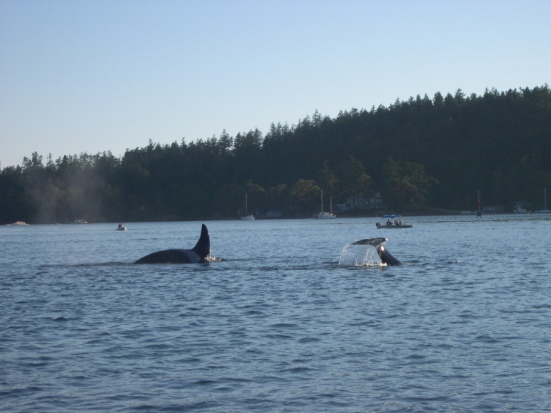 Killer Whales frolicking West of Brown Island near Friday Harbor, Wa.  8/06
