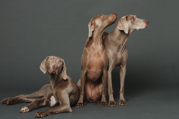 Koko, Lulu, Yogi