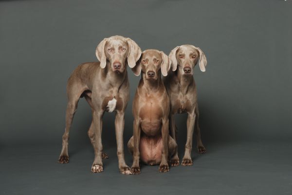 Koko, Lulu, Yogi