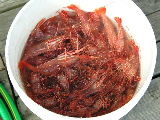Lagoon Cove Prawns