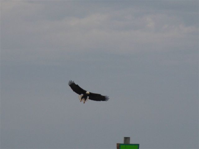 Lake George Eagle ready to land