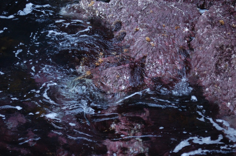Landing Cove's intertidal zone.