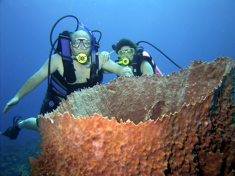 Large barrel sponge.