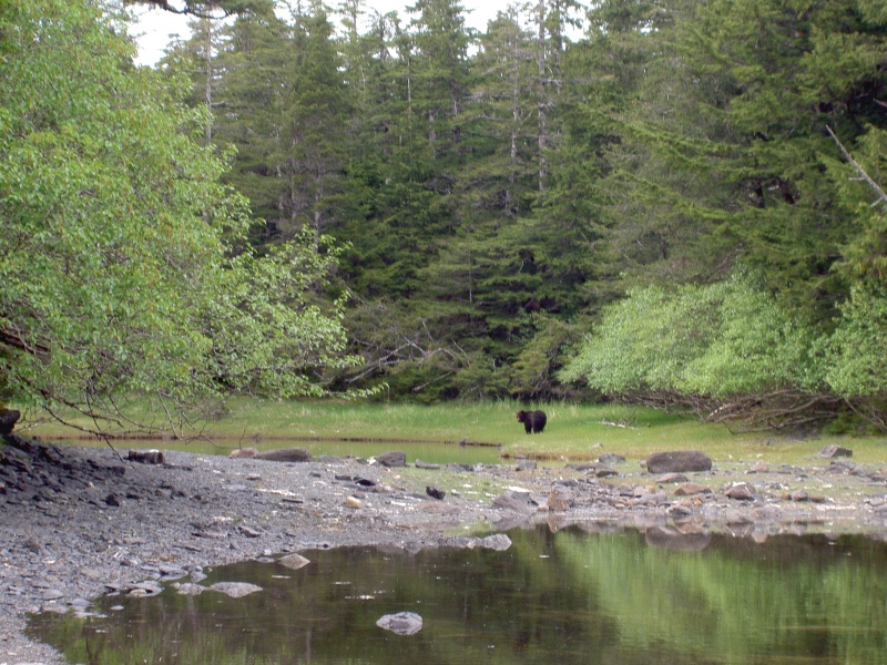 large bear in area we hit rock sister lake, chichagof island