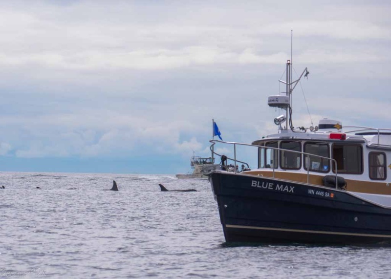 Large pod of whales near Lime Kiln Lighthouse