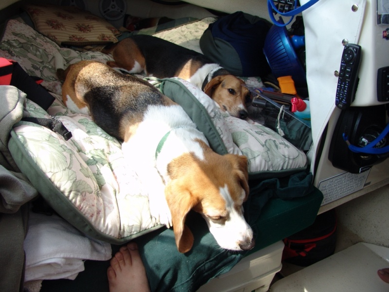 Lazy dogs.