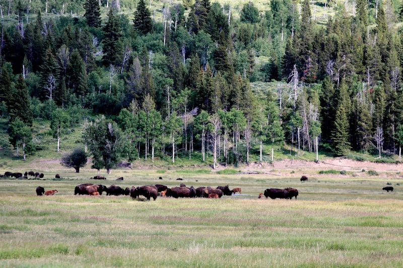 Left Jackson Lake and headed thru Yellowstone on our way to Coeur d\'Alene ID