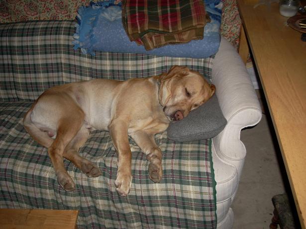let sleeping dogs lie/lay?