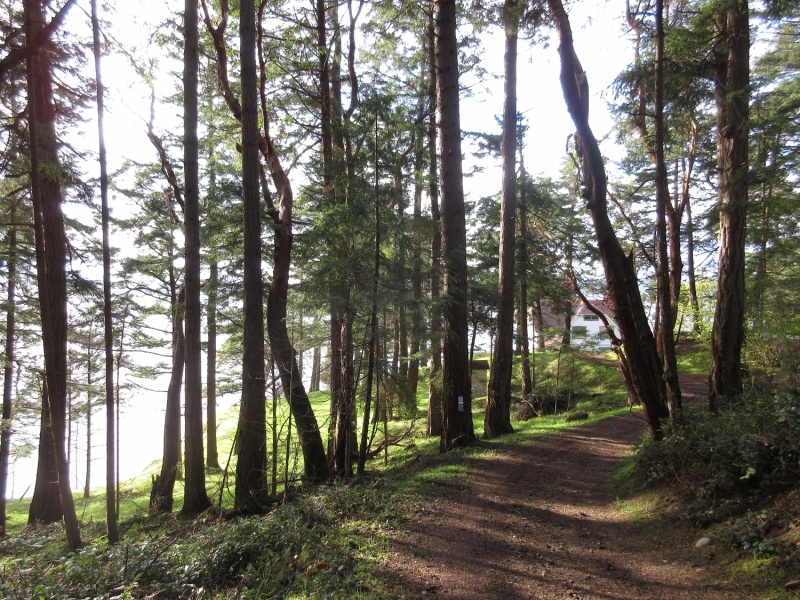 Lighthouse property through the trees